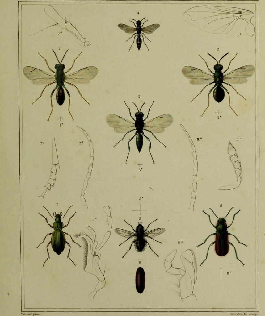An illustration from Histoire des insectes nuisibles à la vigne : et particulièrement de la pyrale qui dévaste les vignobles des départments de la Cote-d'Or ... [etc.]; avec l'indication des moyens qu'on doit employer pour la combattre / par Victor Audouin., 1842, leaf 453