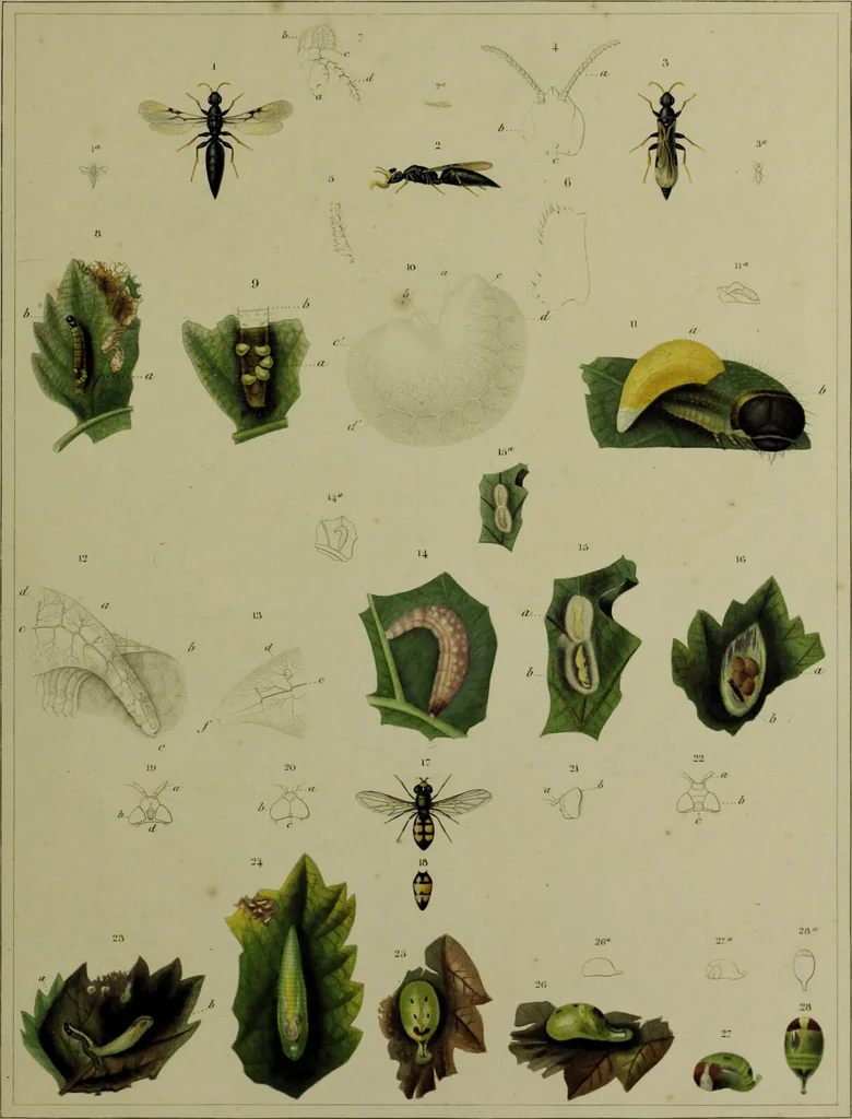 An illustration from Histoire des insectes nuisibles à la vigne : et particulièrement de la pyrale qui dévaste les vignobles des départments de la Cote-d'Or ... [etc.]; avec l'indication des moyens qu'on doit employer pour la combattre / par Victor Audouin., 1842, leaf 457