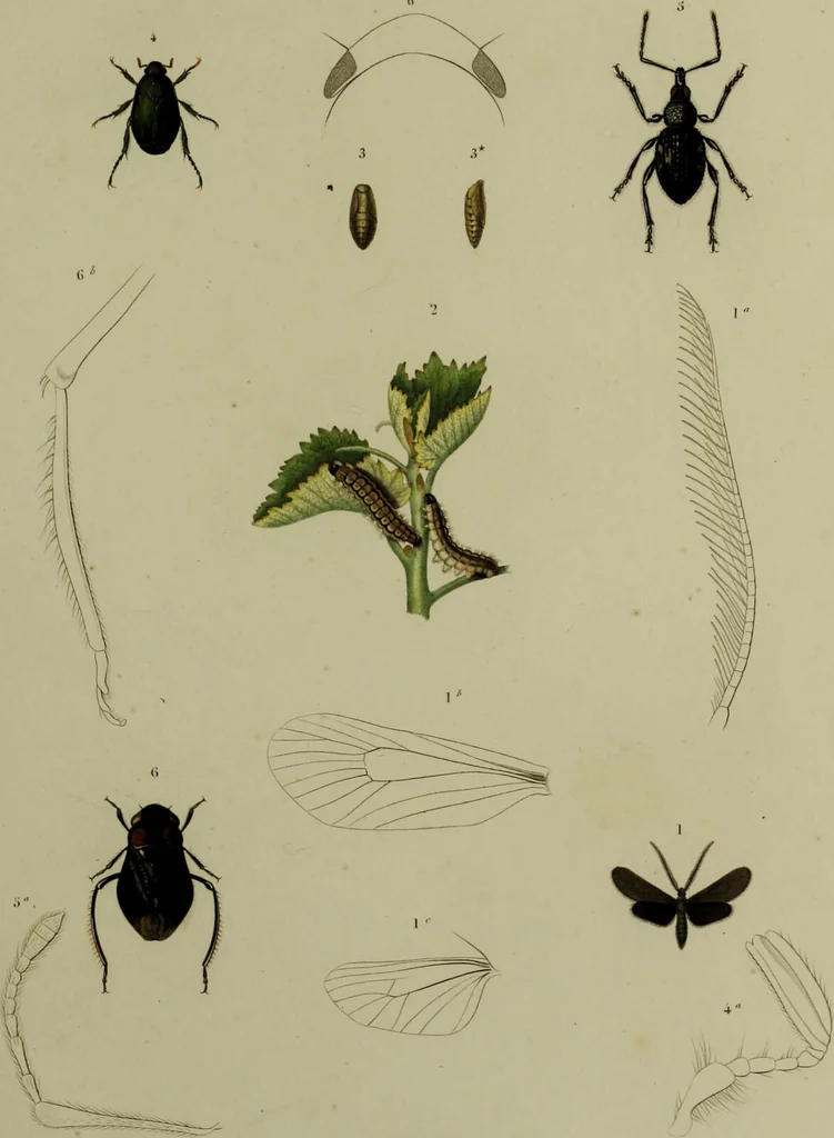 An illustration from Histoire des insectes nuisibles à la vigne : et particulièrement de la pyrale qui dévaste les vignobles des départments de la Cote-d'Or ... [etc.]; avec l'indication des moyens qu'on doit employer pour la combattre / par Victor Audouin., 1842, leaf 467