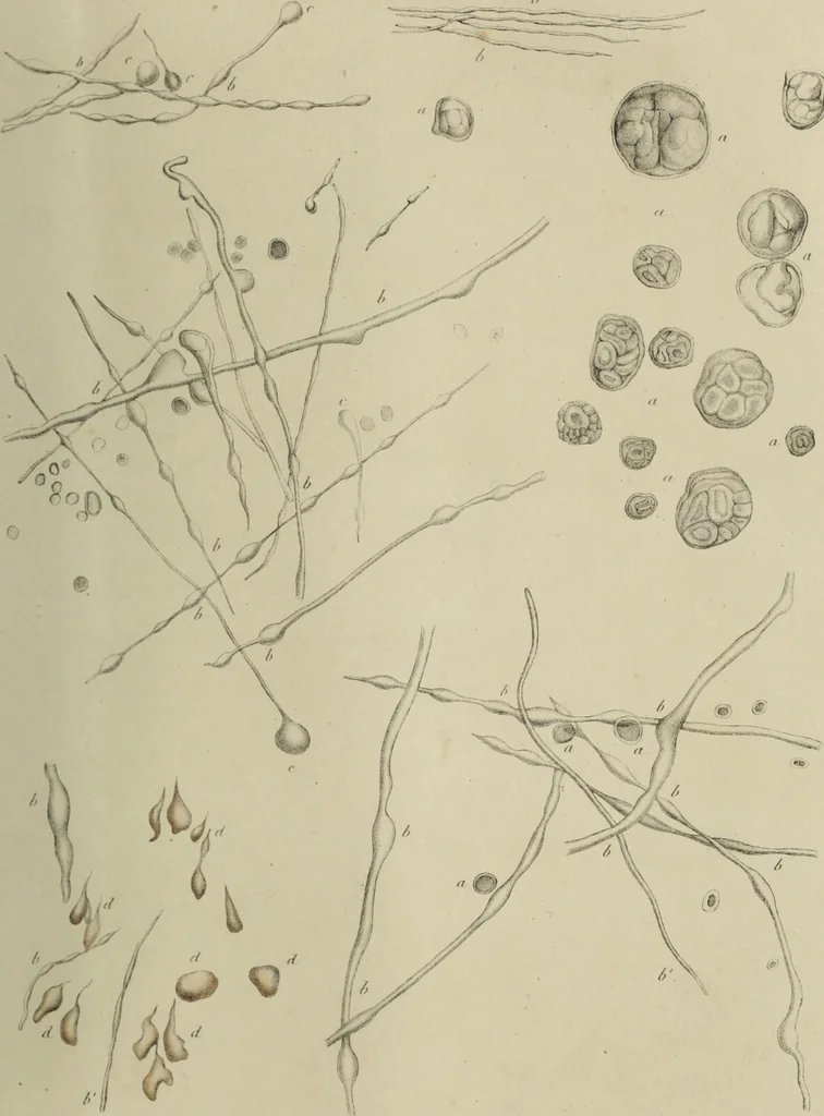 An illustration from Exposition anatomique de l'organisation du centre nerveux dans les quatre classes d'animaux vertébrés / par Natalis Guillot., 1844, leaf 383