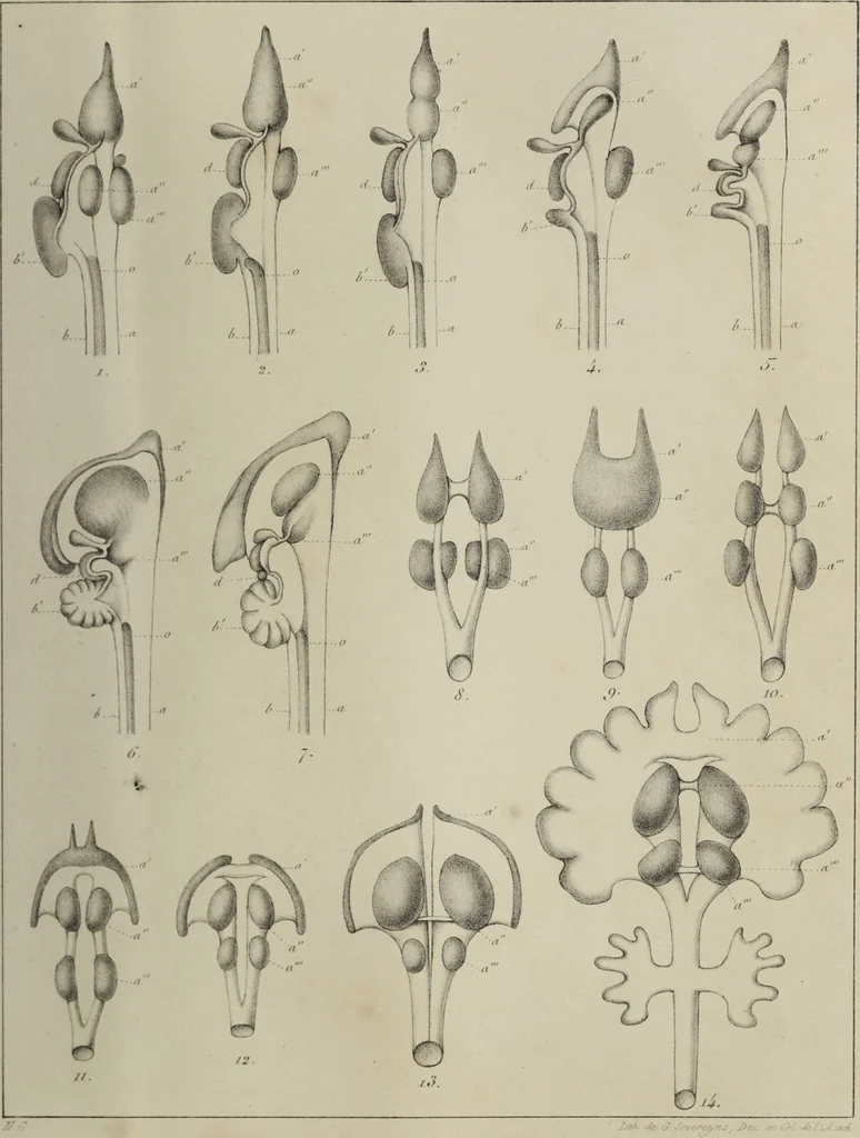 An illustration from Exposition anatomique de l'organisation du centre nerveux dans les quatre classes d'animaux vertébrés / par Natalis Guillot., 1844, leaf 385