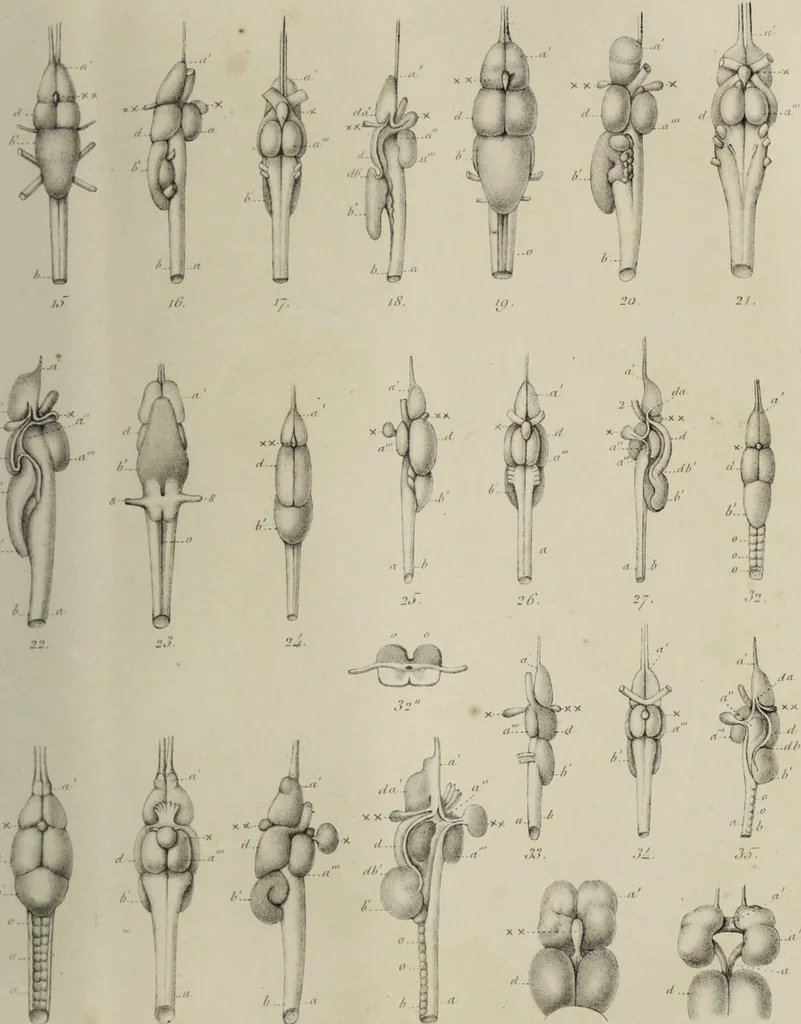 An illustration from Exposition anatomique de l'organisation du centre nerveux dans les quatre classes d'animaux vertébrés / par Natalis Guillot., 1844, leaf 387