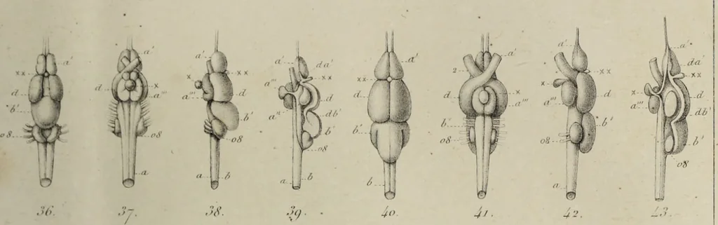An illustration from Exposition anatomique de l'organisation du centre nerveux dans les quatre classes d'animaux vertébrés / par Natalis Guillot., 1844, leaf 389