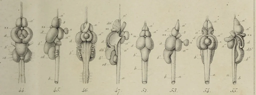 An illustration from Exposition anatomique de l'organisation du centre nerveux dans les quatre classes d'animaux vertébrés / par Natalis Guillot., 1844, leaf 389