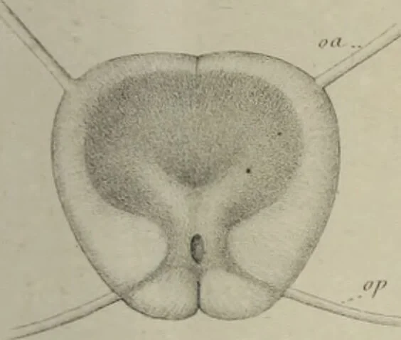 An illustration from Exposition anatomique de l'organisation du centre nerveux dans les quatre classes d'animaux vertébrés / par Natalis Guillot., 1844, leaf 389