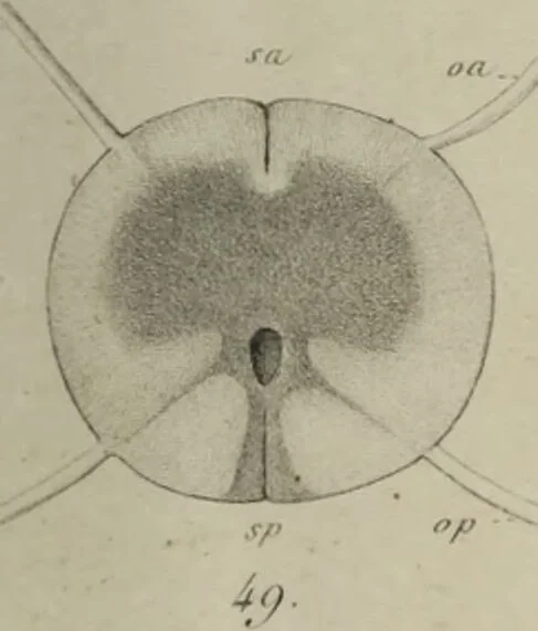An illustration from Exposition anatomique de l'organisation du centre nerveux dans les quatre classes d'animaux vertébrés / par Natalis Guillot., 1844, leaf 389