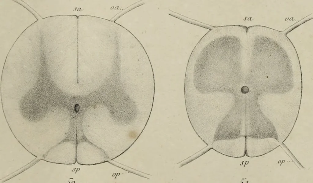 An illustration from Exposition anatomique de l'organisation du centre nerveux dans les quatre classes d'animaux vertébrés / par Natalis Guillot., 1844, leaf 389