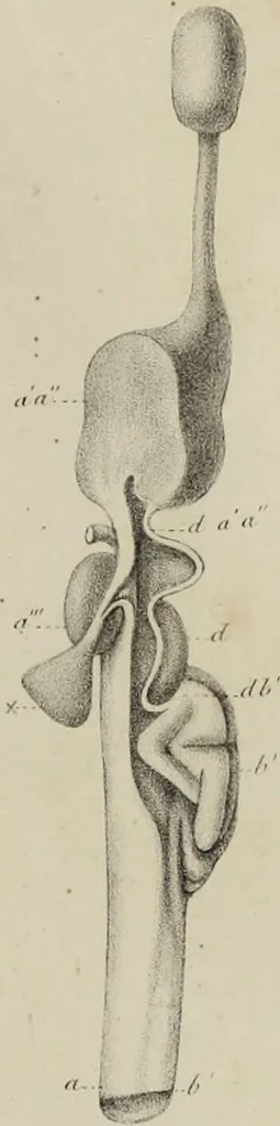 An illustration from Exposition anatomique de l'organisation du centre nerveux dans les quatre classes d'animaux vertébrés / par Natalis Guillot., 1844, leaf 391