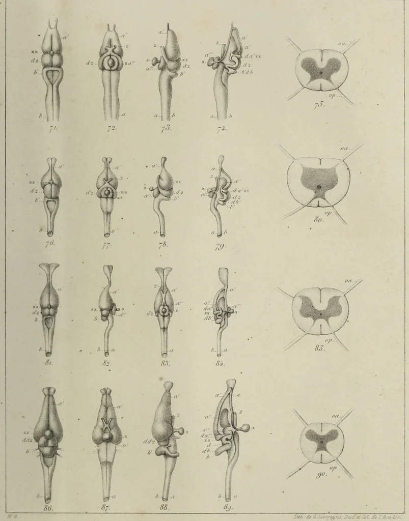 An illustration from Exposition anatomique de l'organisation du centre nerveux dans les quatre classes d'animaux vertébrés / par Natalis Guillot., 1844, leaf 393