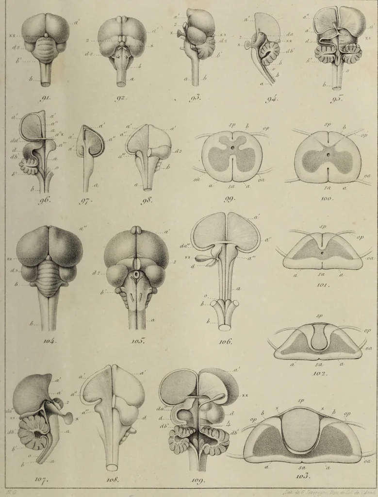 An illustration from Exposition anatomique de l'organisation du centre nerveux dans les quatre classes d'animaux vertébrés / par Natalis Guillot., 1844, leaf 395