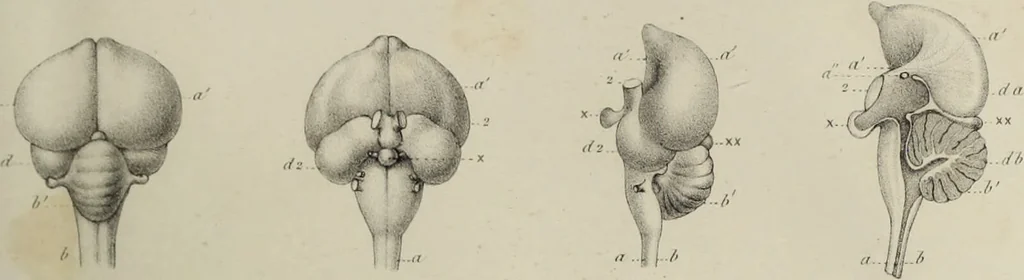 An illustration from Exposition anatomique de l'organisation du centre nerveux dans les quatre classes d'animaux vertébrés / par Natalis Guillot., 1844, leaf 397