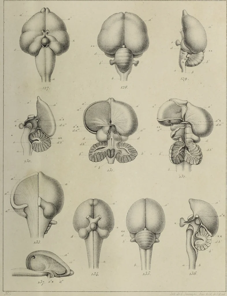 An illustration from Exposition anatomique de l'organisation du centre nerveux dans les quatre classes d'animaux vertébrés / par Natalis Guillot., 1844, leaf 399
