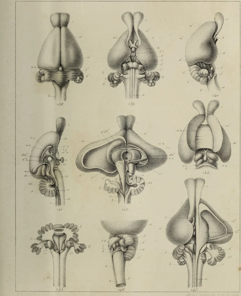 An illustration from Exposition anatomique de l'organisation du centre nerveux dans les quatre classes d'animaux vertébrés / par Natalis Guillot., 1844, leaf 401