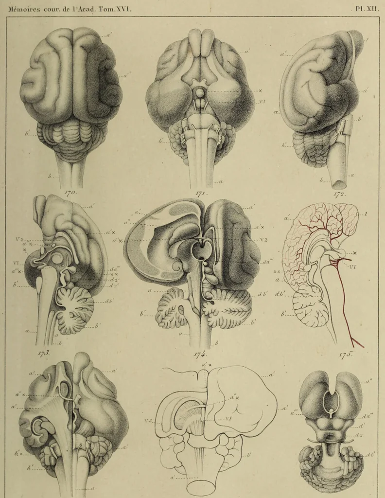 An illustration from Exposition anatomique de l'organisation du centre nerveux dans les quatre classes d'animaux vertébrés / par Natalis Guillot., 1844, leaf 405