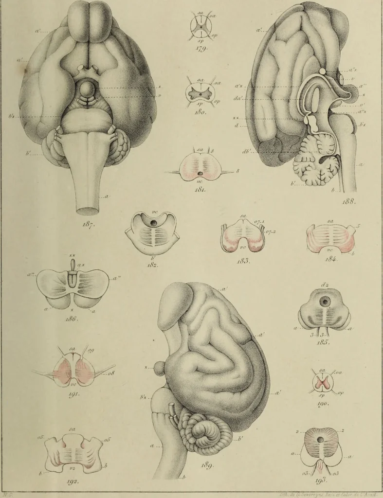 An illustration from Exposition anatomique de l'organisation du centre nerveux dans les quatre classes d'animaux vertébrés / par Natalis Guillot., 1844, leaf 407