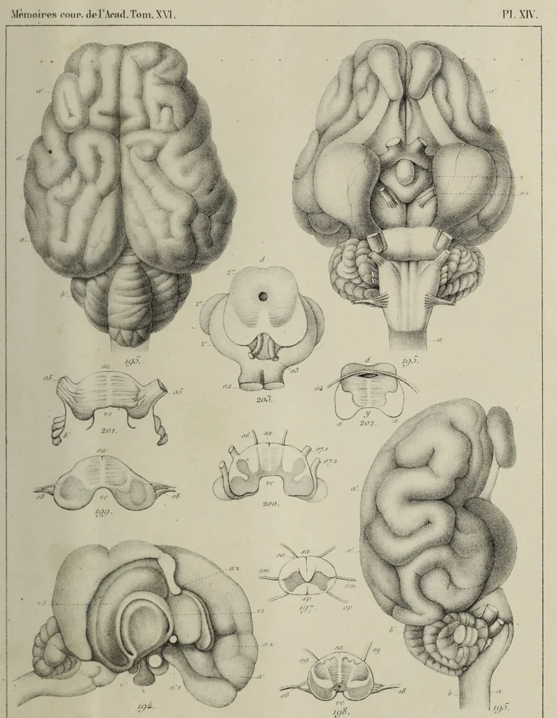 An illustration from Exposition anatomique de l'organisation du centre nerveux dans les quatre classes d'animaux vertébrés / par Natalis Guillot., 1844, leaf 409