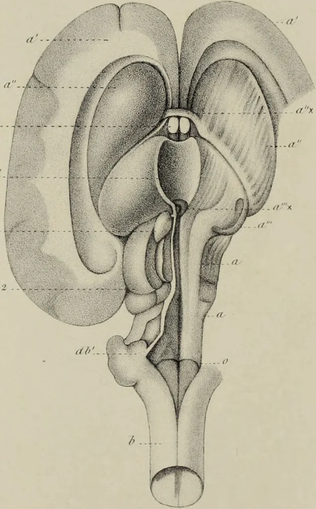 An illustration from Exposition anatomique de l'organisation du centre nerveux dans les quatre classes d'animaux vertébrés / par Natalis Guillot., 1844, leaf 411