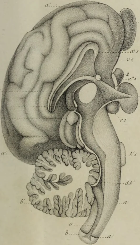 An illustration from Exposition anatomique de l'organisation du centre nerveux dans les quatre classes d'animaux vertébrés / par Natalis Guillot., 1844, leaf 411