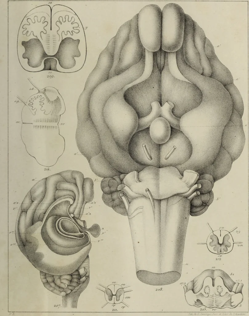 An illustration from Exposition anatomique de l'organisation du centre nerveux dans les quatre classes d'animaux vertébrés / par Natalis Guillot., 1844, leaf 413