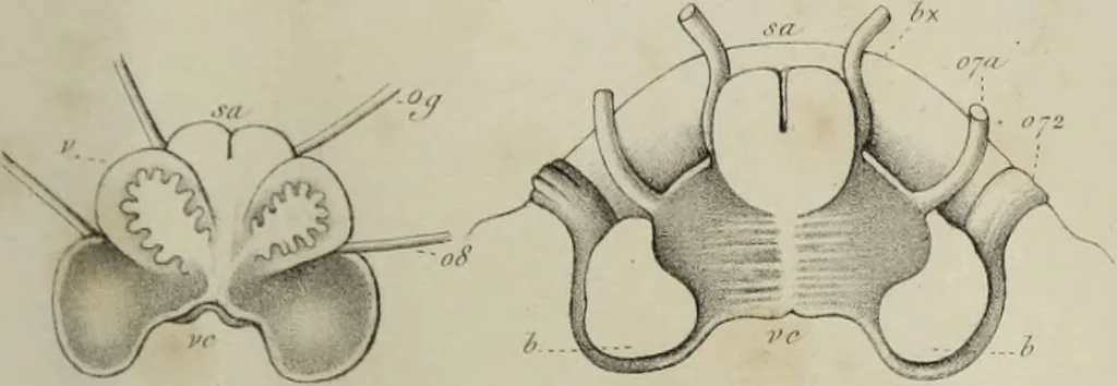 An illustration from Exposition anatomique de l'organisation du centre nerveux dans les quatre classes d'animaux vertébrés / par Natalis Guillot., 1844, leaf 417