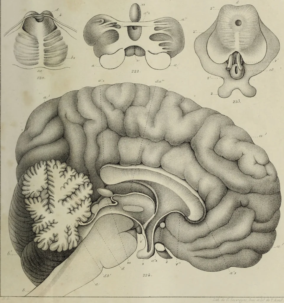 An illustration from Exposition anatomique de l'organisation du centre nerveux dans les quatre classes d'animaux vertébrés / par Natalis Guillot., 1844, leaf 417