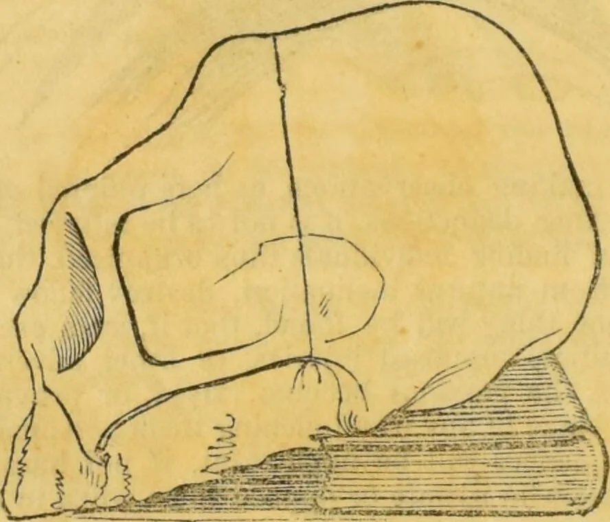 An illustration from Manual of phrenology : as an accompaniment to the phrenological bust., 1828, leaf 36