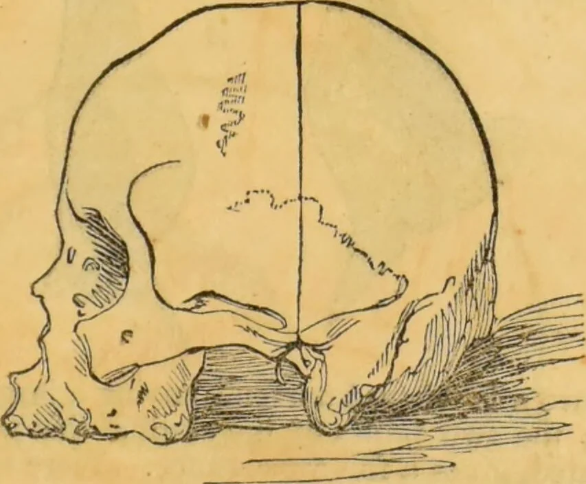 An illustration from Manual of phrenology : as an accompaniment to the phrenological bust., 1828, leaf 37