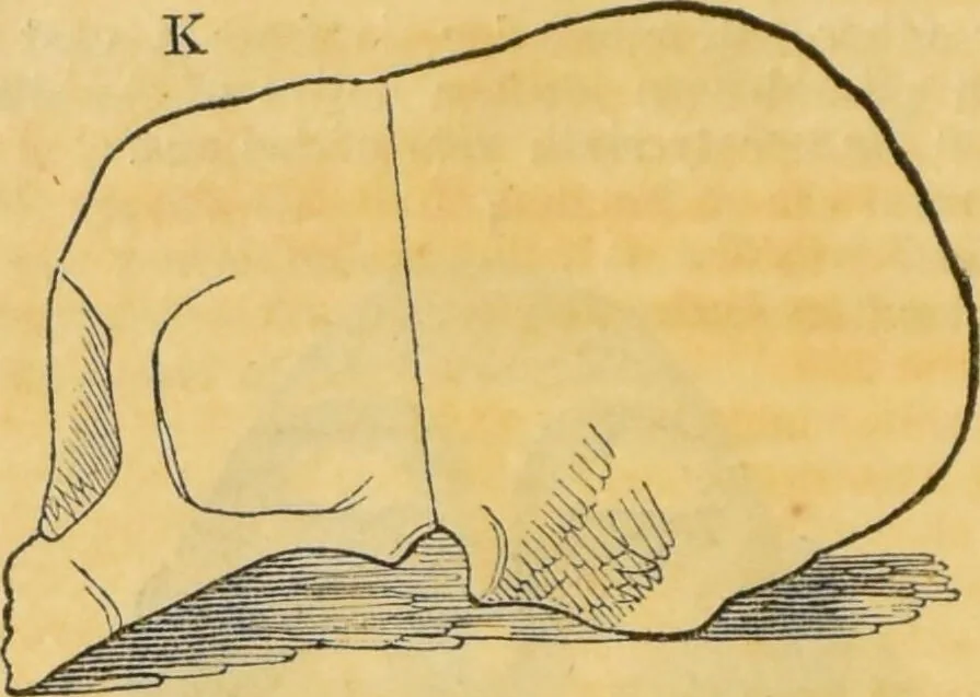 An illustration from Manual of phrenology : as an accompaniment to the phrenological bust., 1828, leaf 42