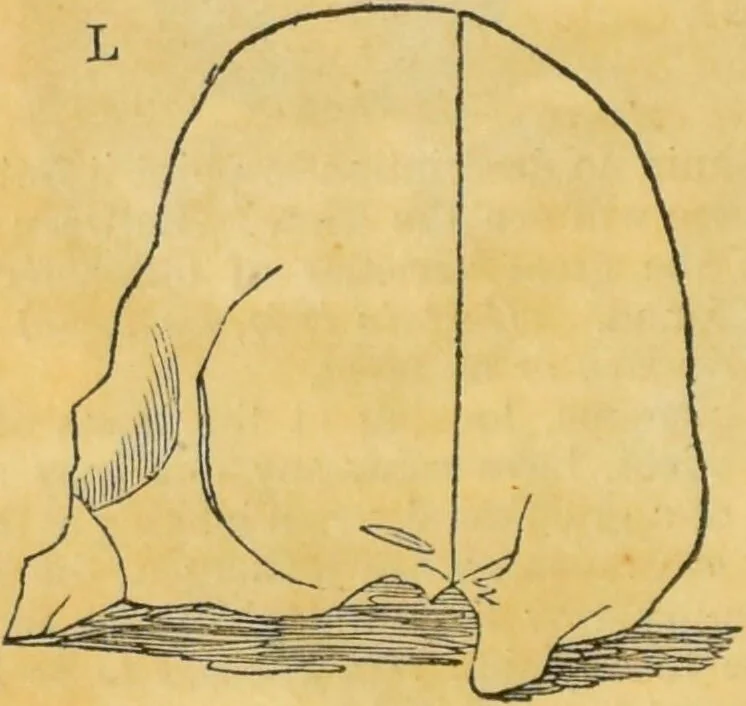 An illustration from Manual of phrenology : as an accompaniment to the phrenological bust., 1828, leaf 42