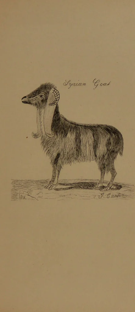 An illustration from A memoir of John Carter / By William James Dampier, Vicar of Coggeshall., 1850, leaf 29