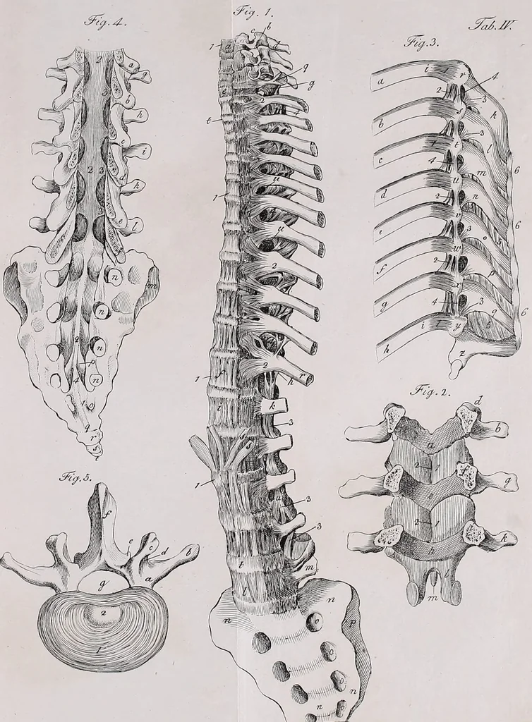 An illustration from Pfennig-Encyklopädie der Anatomie, oder, Bildliche Darstellung der gesammten menschlichen Anatomie : nach Rosenmüller, Loder, Carl Bell, Gordon, Bock etc / gestochen von J.F. Schröter ; mit erklärendem Texte von. Th. Richter., 1834, leaf 131
