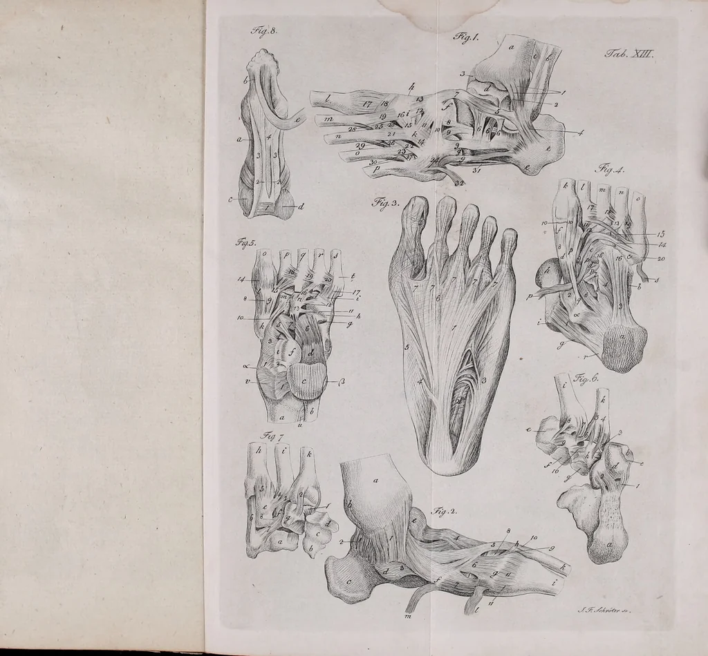 An illustration from Pfennig-Encyklopädie der Anatomie, oder, Bildliche Darstellung der gesammten menschlichen Anatomie : nach Rosenmüller, Loder, Carl Bell, Gordon, Bock etc / gestochen von J.F. Schröter ; mit erklärendem Texte von. Th. Richter., 1834, leaf 149