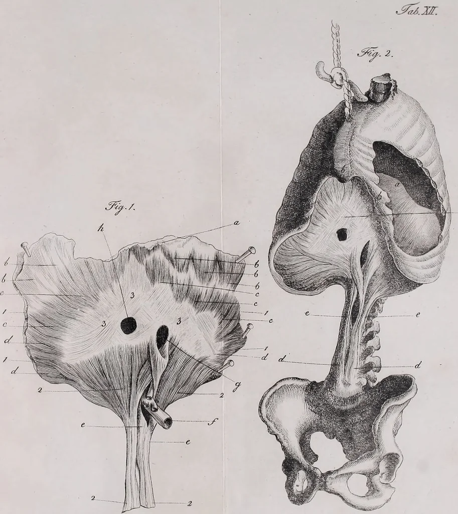 An illustration from Pfennig-Encyklopädie der Anatomie, oder, Bildliche Darstellung der gesammten menschlichen Anatomie : nach Rosenmüller, Loder, Carl Bell, Gordon, Bock etc / gestochen von J.F. Schröter ; mit erklärendem Texte von. Th. Richter., 1834, leaf 209