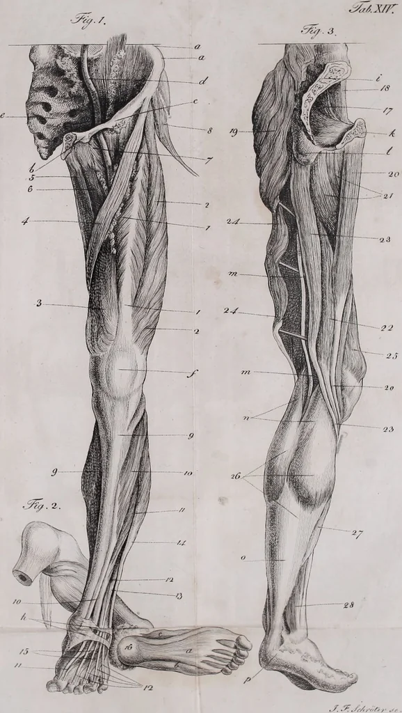 An illustration from Pfennig-Encyklopädie der Anatomie, oder, Bildliche Darstellung der gesammten menschlichen Anatomie : nach Rosenmüller, Loder, Carl Bell, Gordon, Bock etc / gestochen von J.F. Schröter ; mit erklärendem Texte von. Th. Richter., 1834, leaf 213