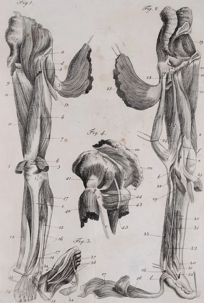An illustration from Pfennig-Encyklopädie der Anatomie, oder, Bildliche Darstellung der gesammten menschlichen Anatomie : nach Rosenmüller, Loder, Carl Bell, Gordon, Bock etc / gestochen von J.F. Schröter ; mit erklärendem Texte von. Th. Richter., 1834, leaf 215