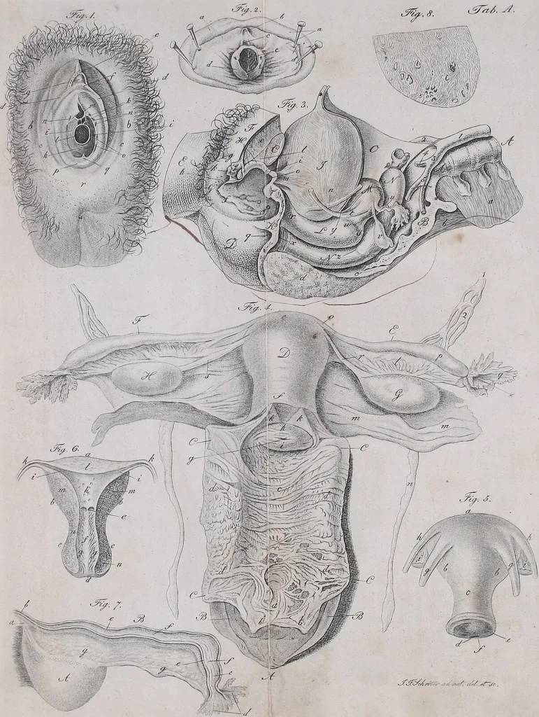 An illustration from Pfennig-Encyklopädie der Anatomie, oder, Bildliche Darstellung der gesammten menschlichen Anatomie : nach Rosenmüller, Loder, Carl Bell, Gordon, Bock etc / gestochen von J.F. Schröter ; mit erklärendem Texte von. Th. Richter., 1834, leaf 23
