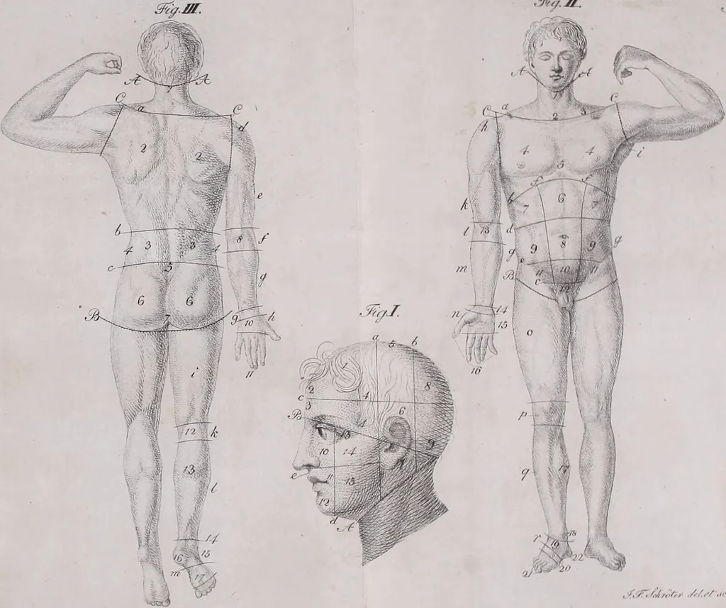 An illustration from Pfennig-Encyklopädie der Anatomie, oder, Bildliche Darstellung der gesammten menschlichen Anatomie : nach Rosenmüller, Loder, Carl Bell, Gordon, Bock etc / gestochen von J.F. Schröter ; mit erklärendem Texte von. Th. Richter., 1834, leaf 299