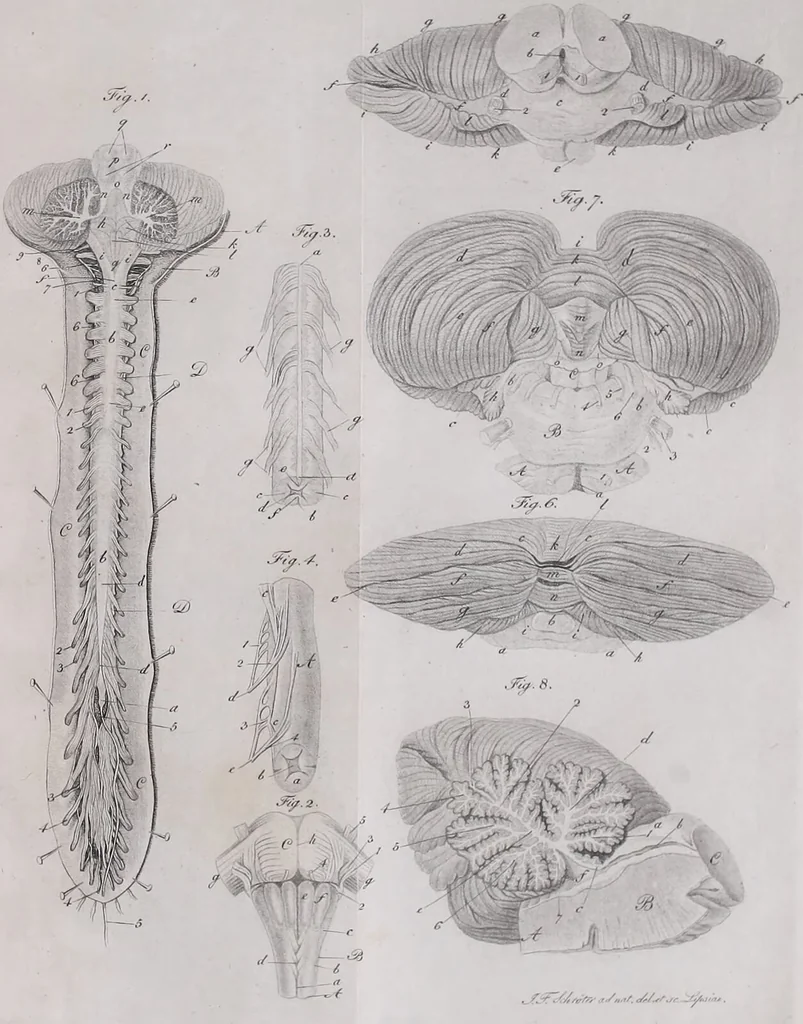 An illustration from Pfennig-Encyklopädie der Anatomie, oder, Bildliche Darstellung der gesammten menschlichen Anatomie : nach Rosenmüller, Loder, Carl Bell, Gordon, Bock etc / gestochen von J.F. Schröter ; mit erklärendem Texte von. Th. Richter., 1834, leaf 303