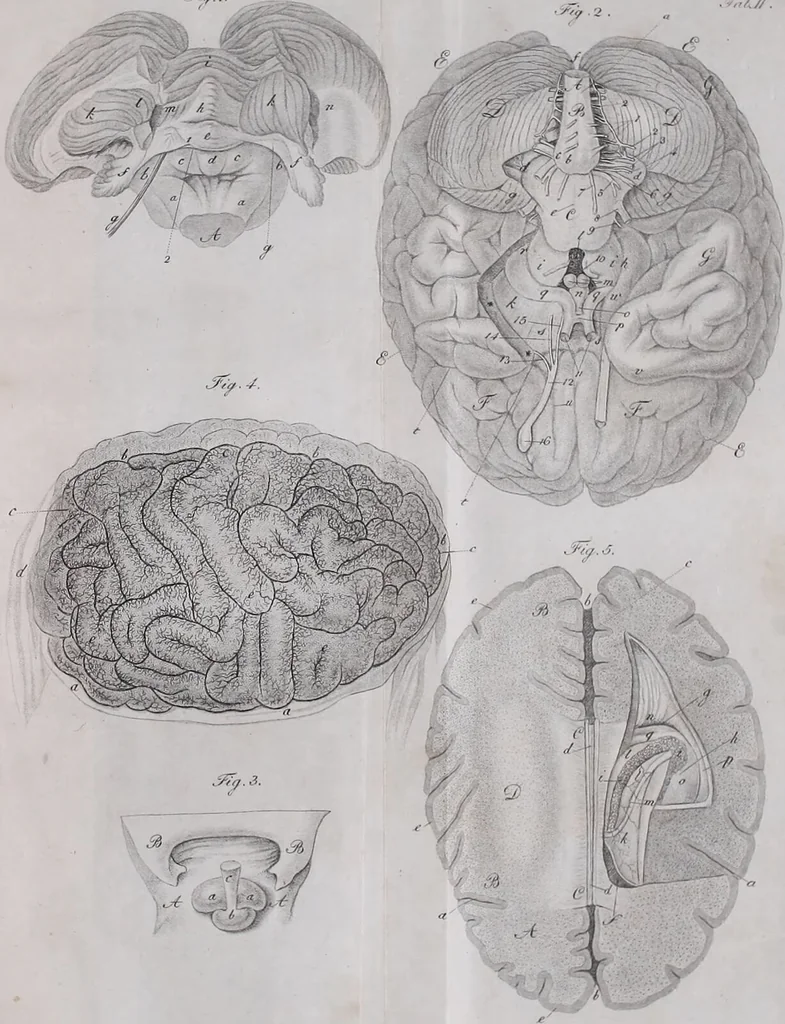 An illustration from Pfennig-Encyklopädie der Anatomie, oder, Bildliche Darstellung der gesammten menschlichen Anatomie : nach Rosenmüller, Loder, Carl Bell, Gordon, Bock etc / gestochen von J.F. Schröter ; mit erklärendem Texte von. Th. Richter., 1834, leaf 305
