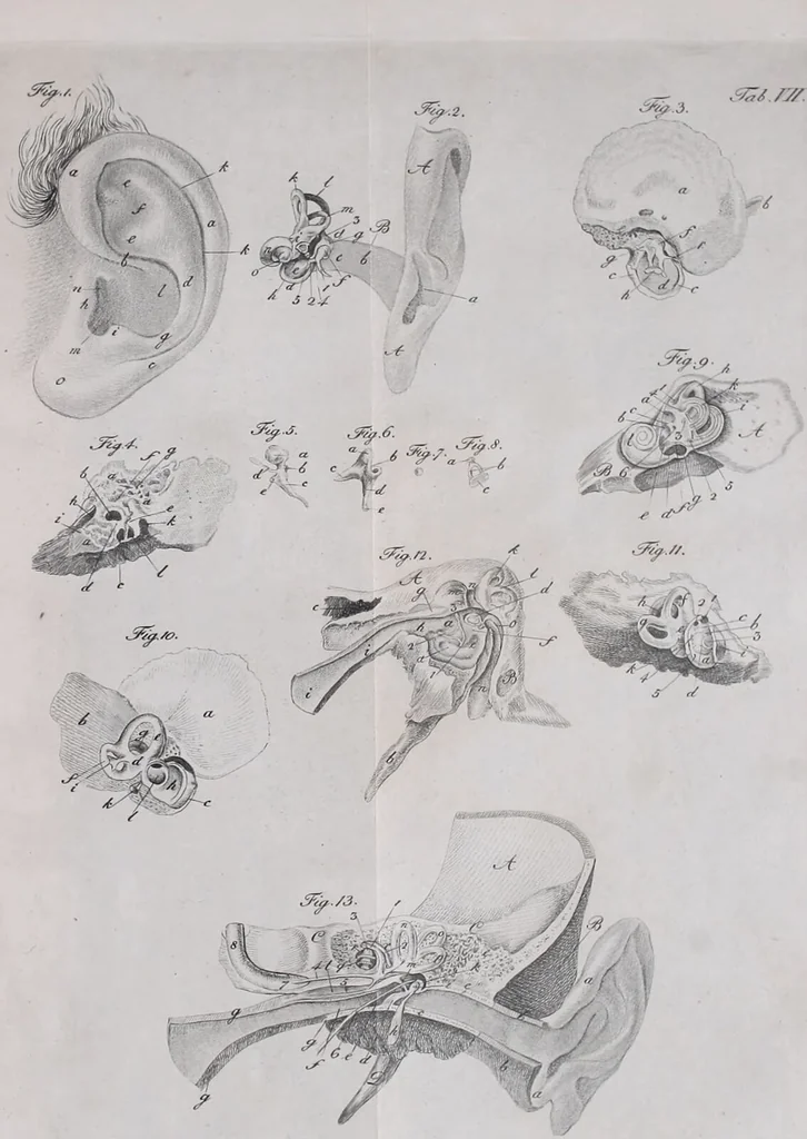 An illustration from Pfennig-Encyklopädie der Anatomie, oder, Bildliche Darstellung der gesammten menschlichen Anatomie : nach Rosenmüller, Loder, Carl Bell, Gordon, Bock etc / gestochen von J.F. Schröter ; mit erklärendem Texte von. Th. Richter., 1834, leaf 311