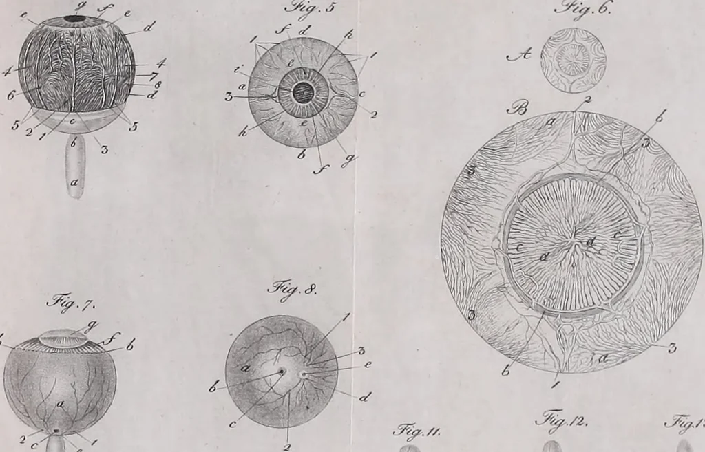 An illustration from Pfennig-Encyklopädie der Anatomie, oder, Bildliche Darstellung der gesammten menschlichen Anatomie : nach Rosenmüller, Loder, Carl Bell, Gordon, Bock etc / gestochen von J.F. Schröter ; mit erklärendem Texte von. Th. Richter., 1834, leaf 319