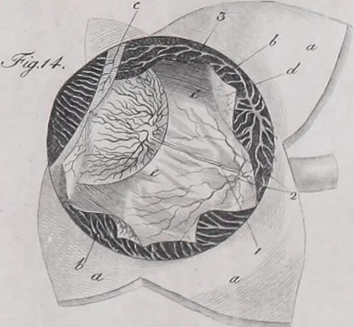 An illustration from Pfennig-Encyklopädie der Anatomie, oder, Bildliche Darstellung der gesammten menschlichen Anatomie : nach Rosenmüller, Loder, Carl Bell, Gordon, Bock etc / gestochen von J.F. Schröter ; mit erklärendem Texte von. Th. Richter., 1834, leaf 319
