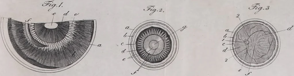 An illustration from Pfennig-Encyklopädie der Anatomie, oder, Bildliche Darstellung der gesammten menschlichen Anatomie : nach Rosenmüller, Loder, Carl Bell, Gordon, Bock etc / gestochen von J.F. Schröter ; mit erklärendem Texte von. Th. Richter., 1834, leaf 319