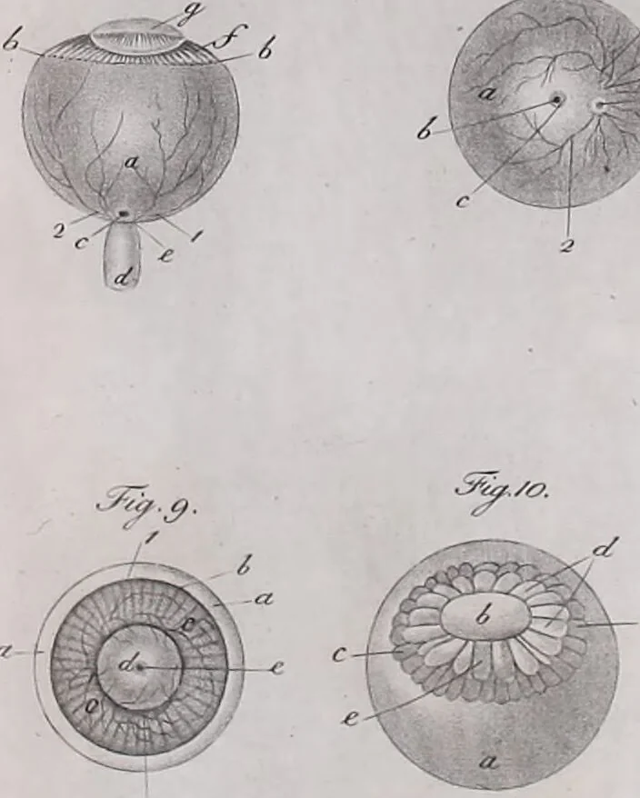An illustration from Pfennig-Encyklopädie der Anatomie, oder, Bildliche Darstellung der gesammten menschlichen Anatomie : nach Rosenmüller, Loder, Carl Bell, Gordon, Bock etc / gestochen von J.F. Schröter ; mit erklärendem Texte von. Th. Richter., 1834, leaf 319