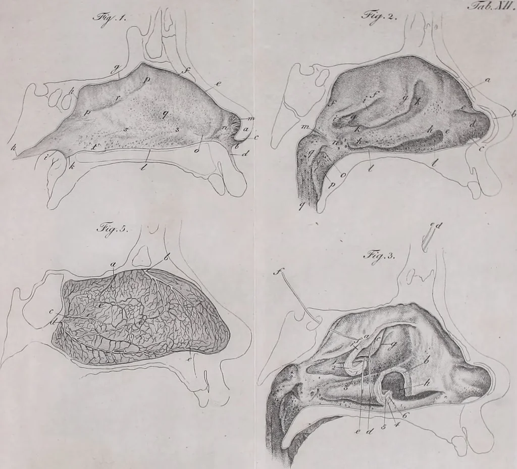 An illustration from Pfennig-Encyklopädie der Anatomie, oder, Bildliche Darstellung der gesammten menschlichen Anatomie : nach Rosenmüller, Loder, Carl Bell, Gordon, Bock etc / gestochen von J.F. Schröter ; mit erklärendem Texte von. Th. Richter., 1834, leaf 321