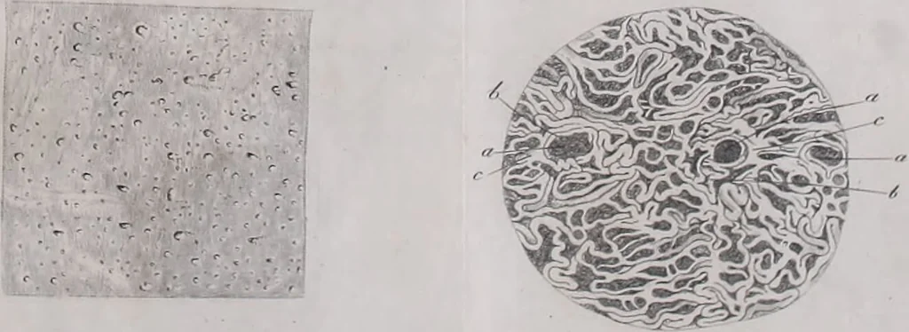 An illustration from Pfennig-Encyklopädie der Anatomie, oder, Bildliche Darstellung der gesammten menschlichen Anatomie : nach Rosenmüller, Loder, Carl Bell, Gordon, Bock etc / gestochen von J.F. Schröter ; mit erklärendem Texte von. Th. Richter., 1834, leaf 321