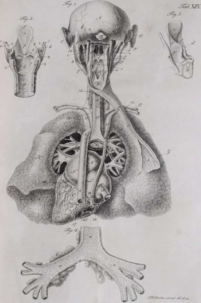 An illustration from Pfennig-Encyklopädie der Anatomie, oder, Bildliche Darstellung der gesammten menschlichen Anatomie : nach Rosenmüller, Loder, Carl Bell, Gordon, Bock etc / gestochen von J.F. Schröter ; mit erklärendem Texte von. Th. Richter., 1834, leaf 335