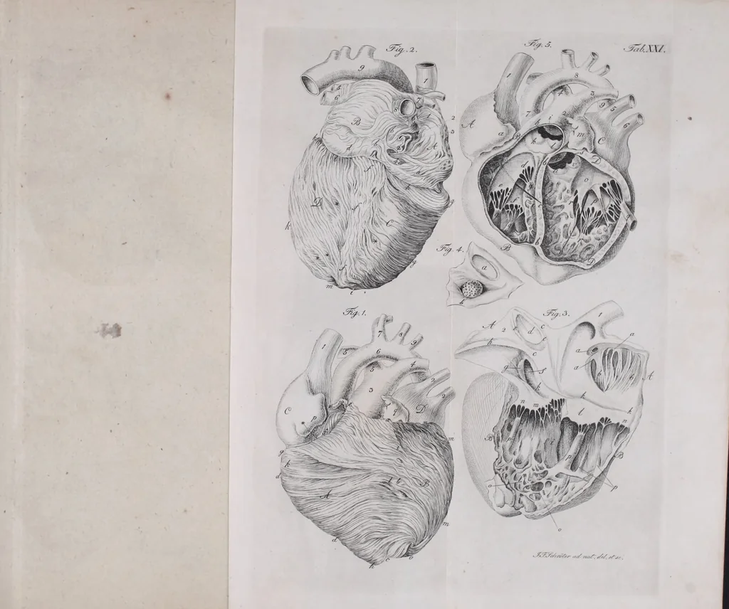 An illustration from Pfennig-Encyklopädie der Anatomie, oder, Bildliche Darstellung der gesammten menschlichen Anatomie : nach Rosenmüller, Loder, Carl Bell, Gordon, Bock etc / gestochen von J.F. Schröter ; mit erklärendem Texte von. Th. Richter., 1834, leaf 339