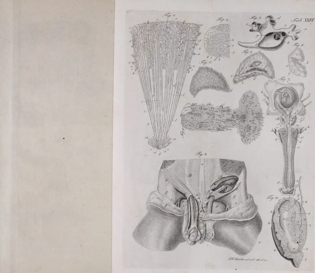An illustration from Pfennig-Encyklopädie der Anatomie, oder, Bildliche Darstellung der gesammten menschlichen Anatomie : nach Rosenmüller, Loder, Carl Bell, Gordon, Bock etc / gestochen von J.F. Schröter ; mit erklärendem Texte von. Th. Richter., 1834, leaf 349