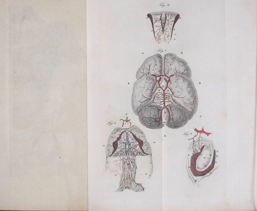 An illustration from Pfennig-Encyklopädie der Anatomie, oder, Bildliche Darstellung der gesammten menschlichen Anatomie : nach Rosenmüller, Loder, Carl Bell, Gordon, Bock etc / gestochen von J.F. Schröter ; mit erklärendem Texte von. Th. Richter., 1834, leaf 391